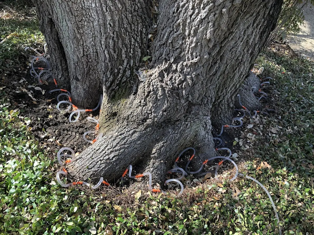 Detailed Tree Cabling and Bracing job site in Gulf Hammock