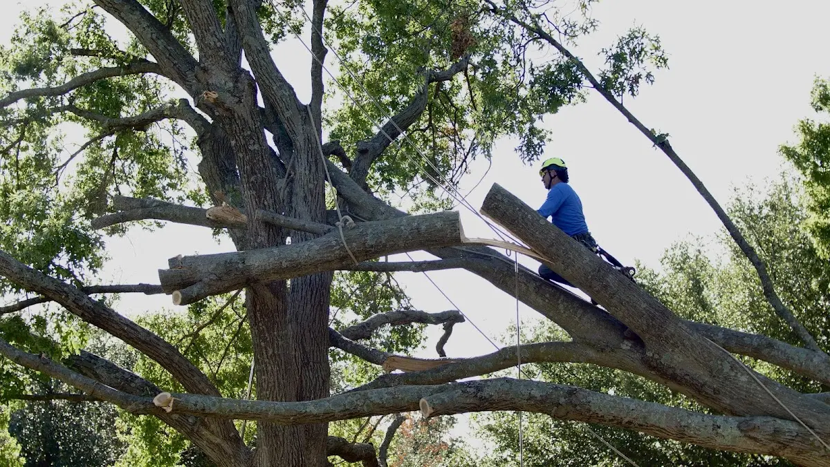Professional Crown Thinning performed by certified arborists in Gulf Hammock